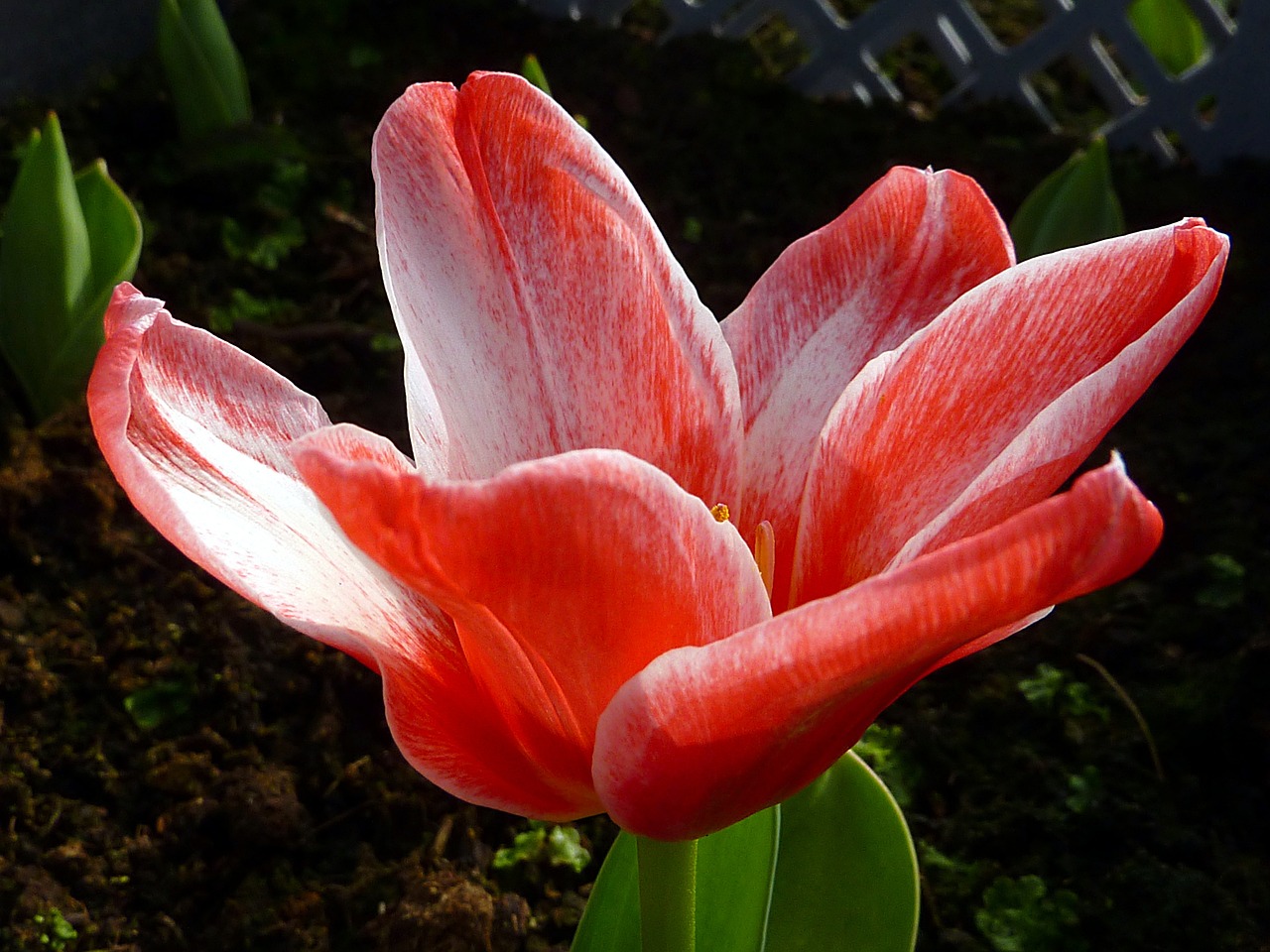 flower tulip red free photo