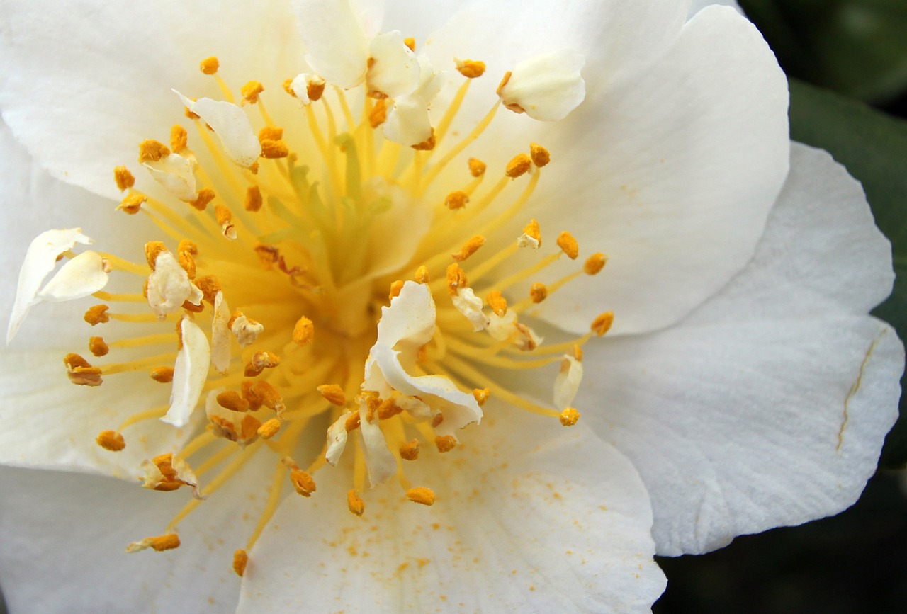 blossom bloom macro free photo