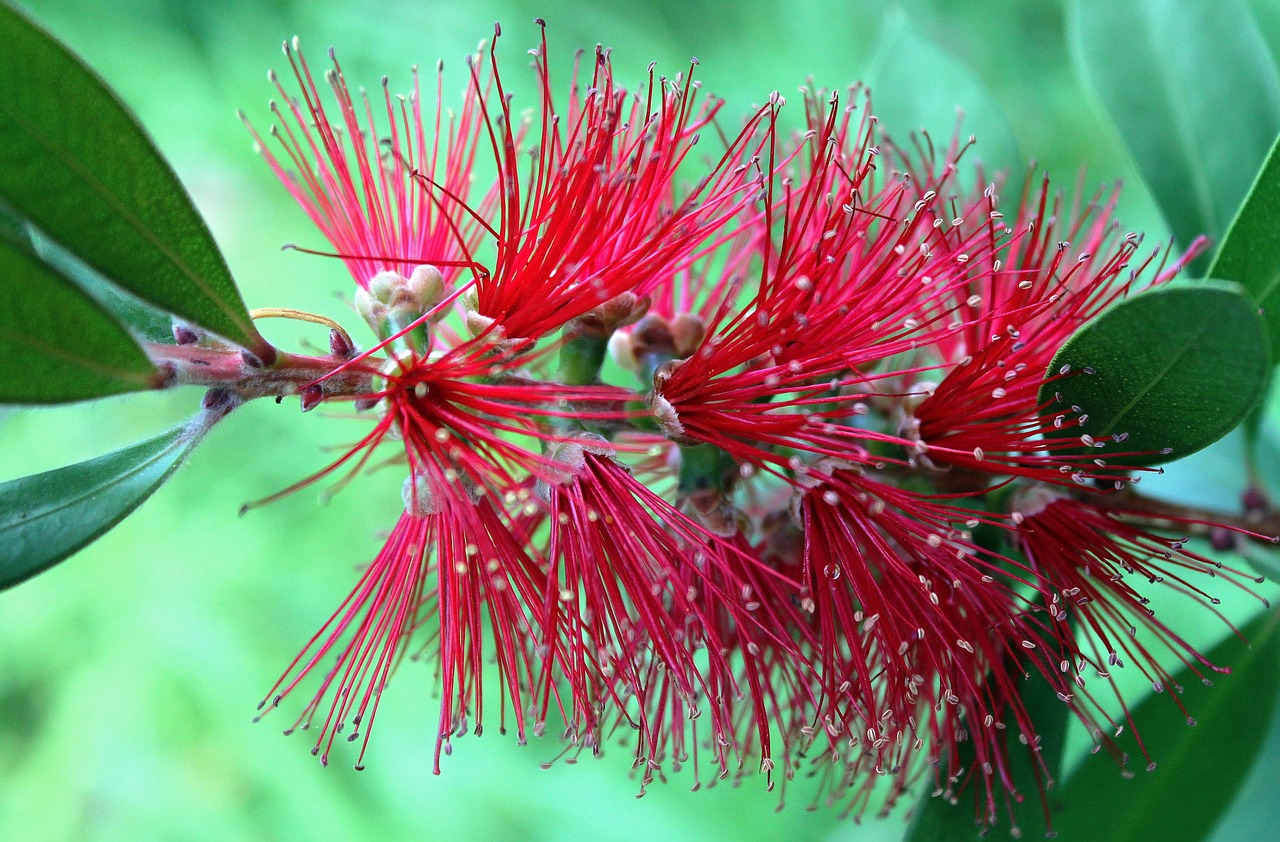 blossom bloom red free photo