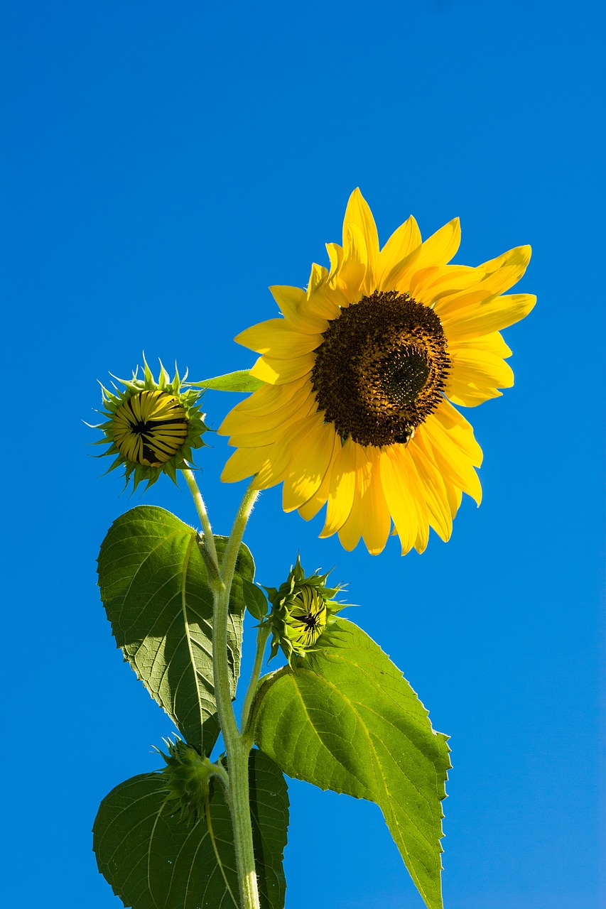 flower sunflower sky free photo