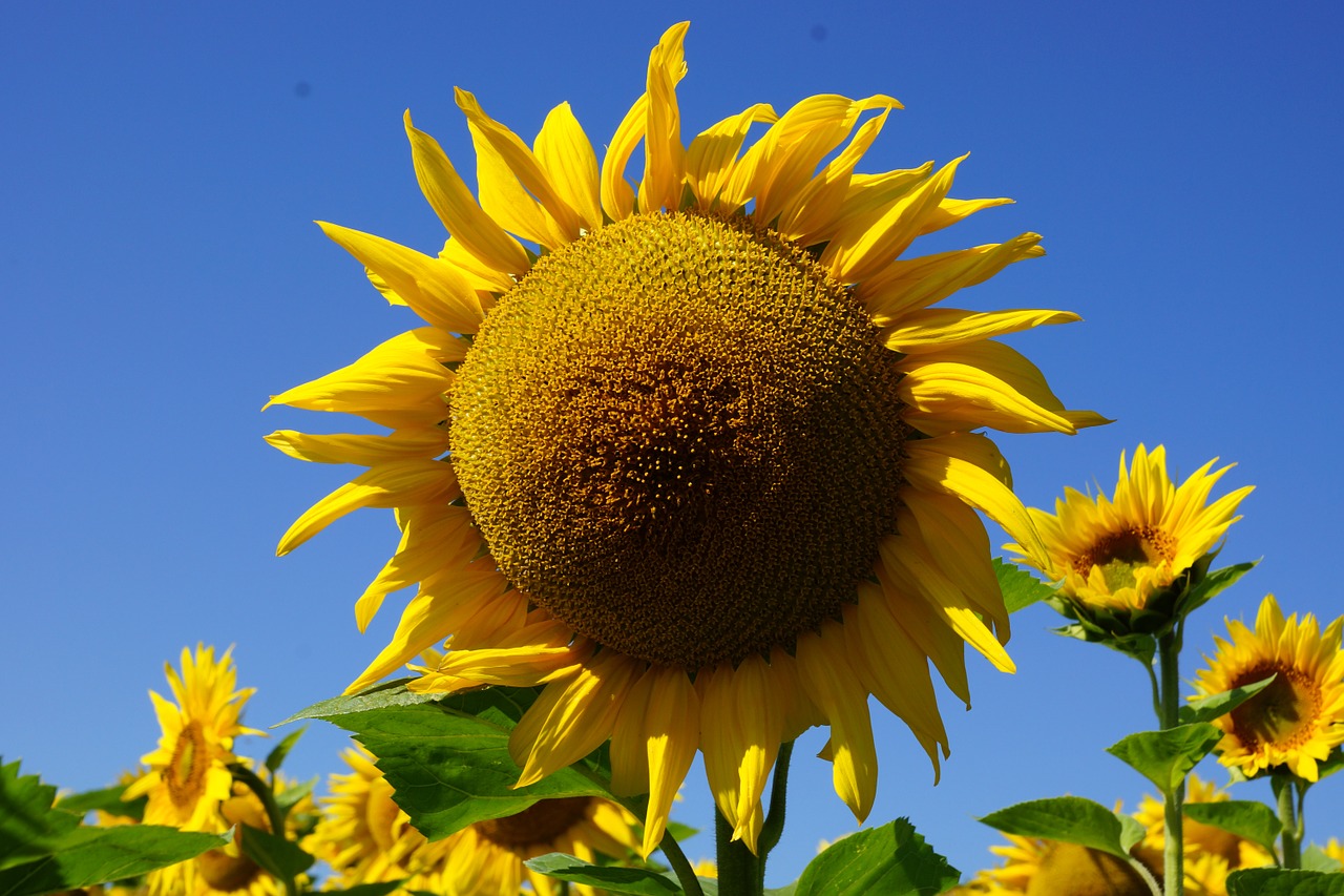 flower sunflower sun free photo
