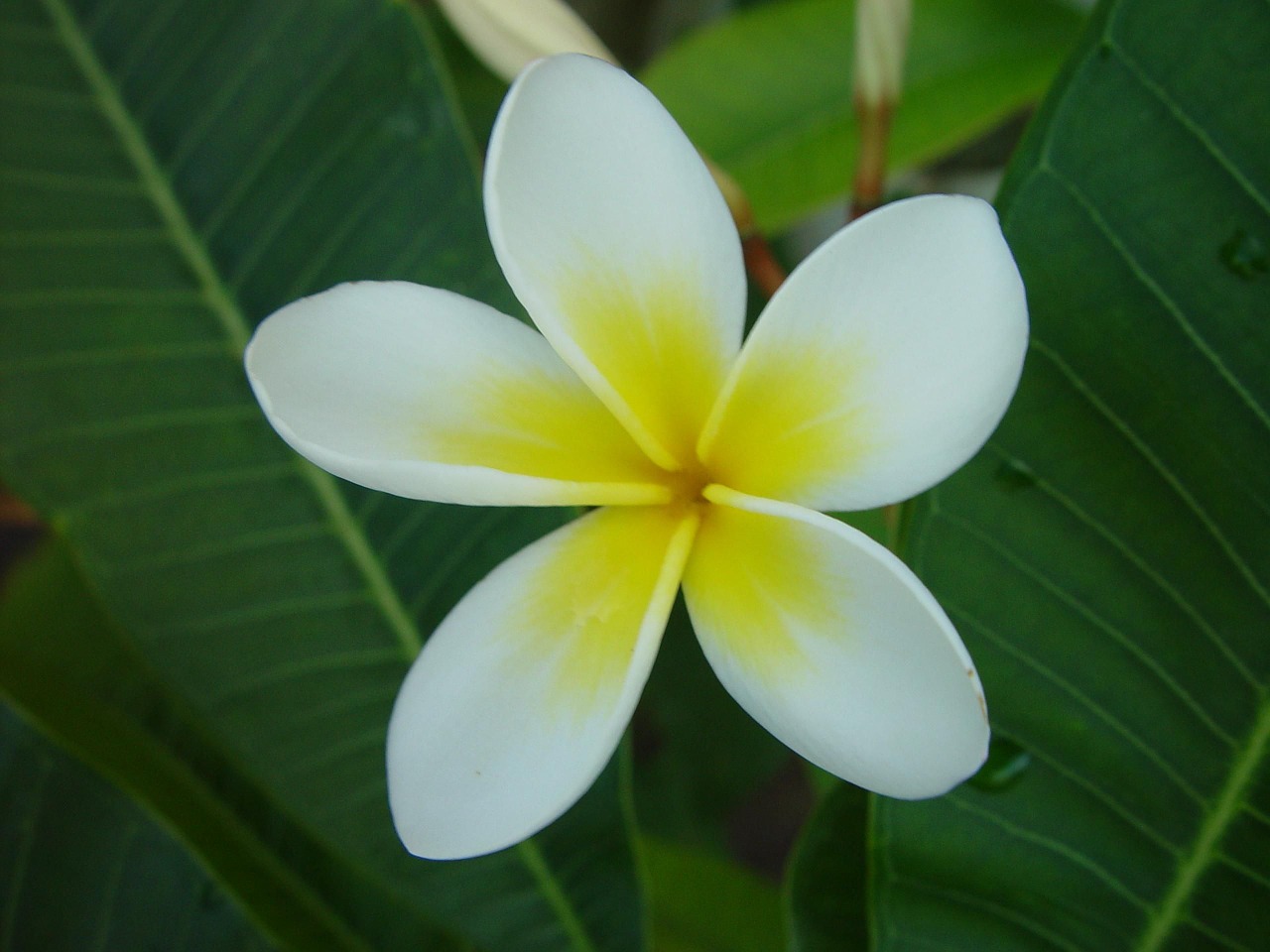 flower blossom bloom free photo