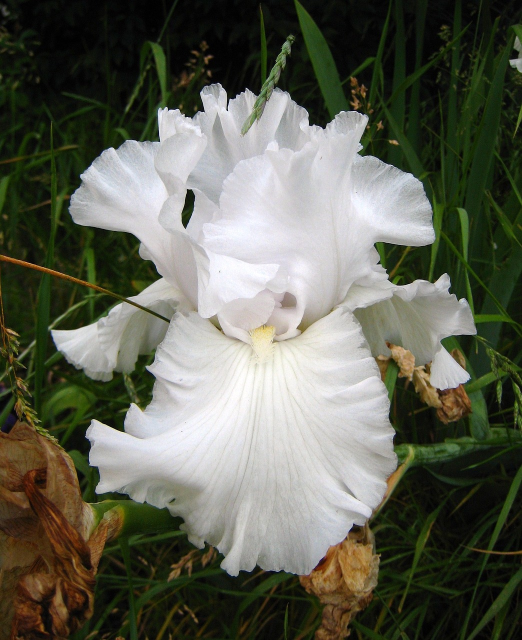 flower iris white free photo
