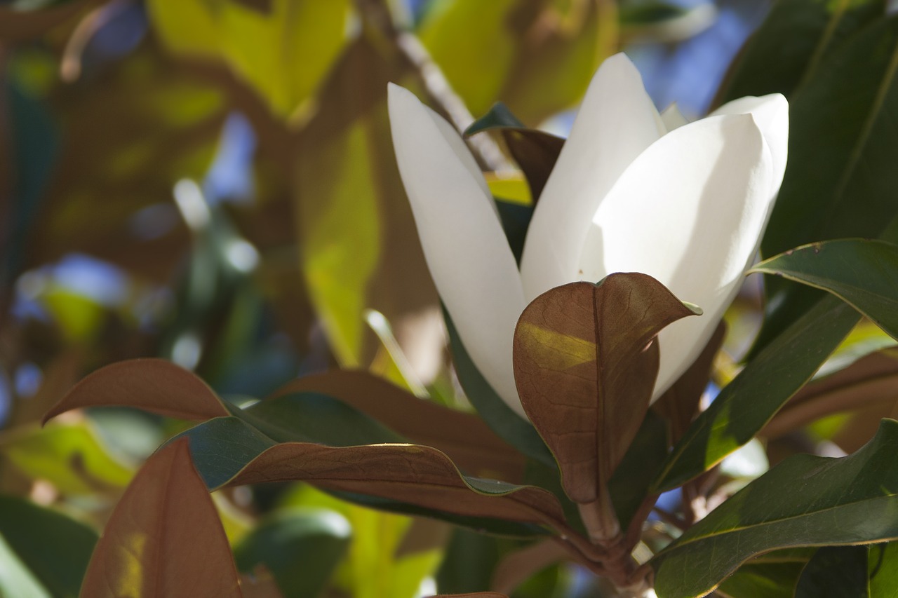 flower green white free photo