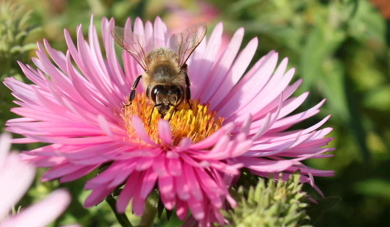 blossom bloom bee free photo