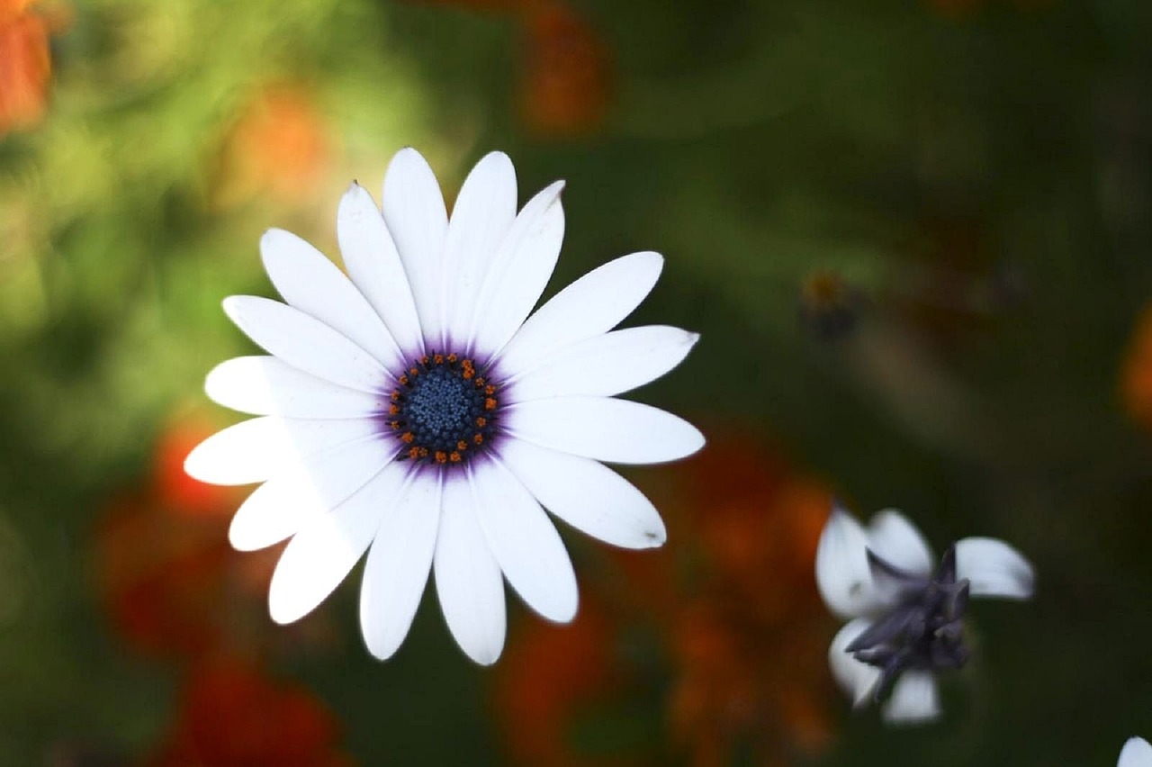 flower blooming blossom free photo