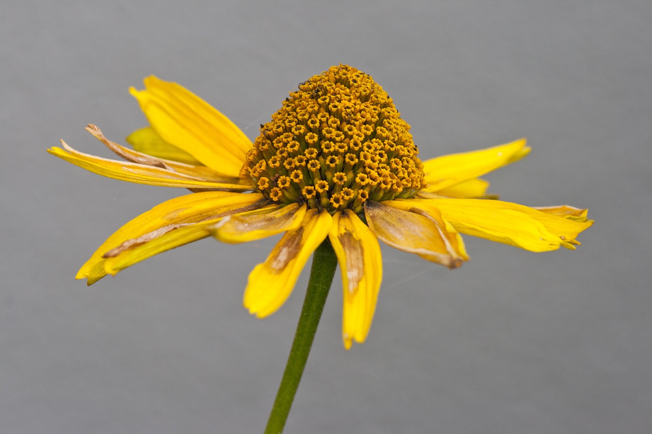 flower summer hat macro free photo