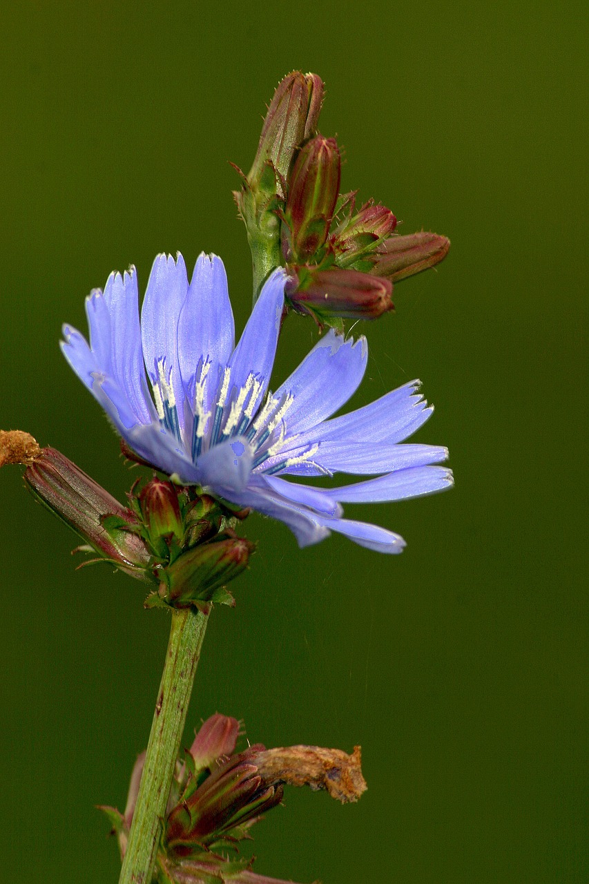 flower blossom bloom free photo