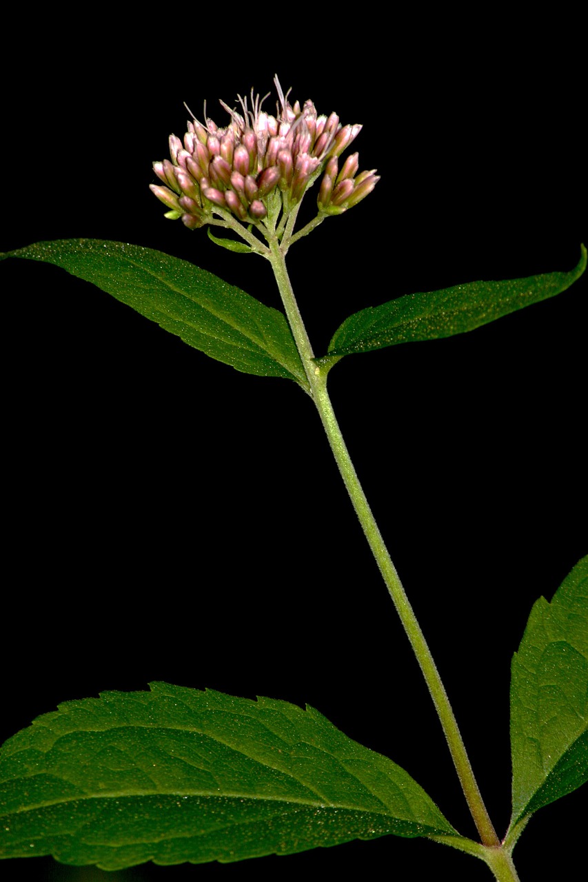 flower macro blossom free photo