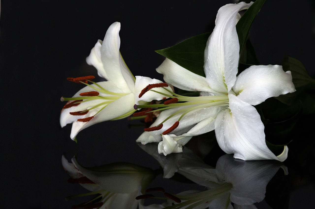 flower lily plant free photo