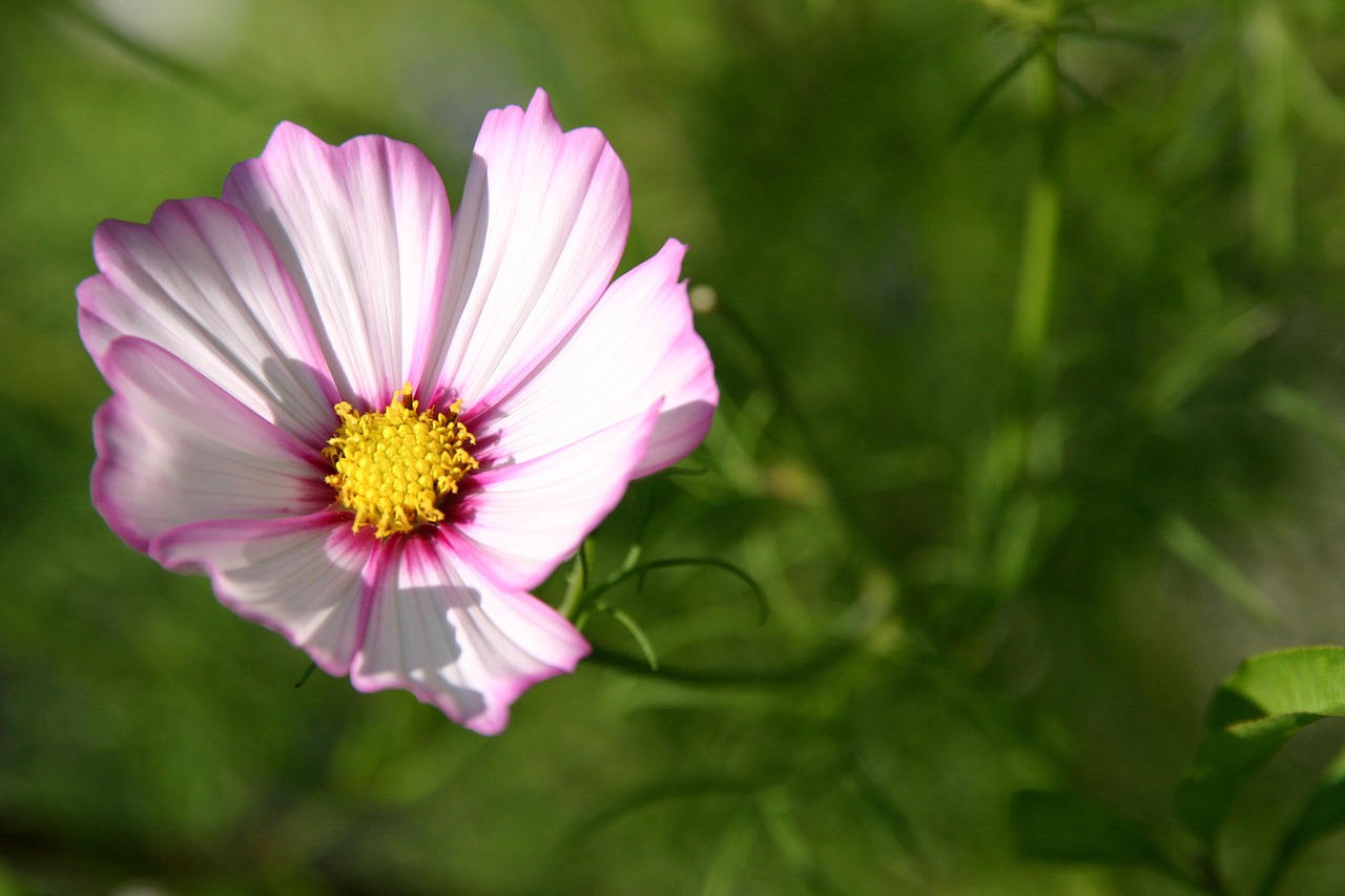 flower pink yellow free photo