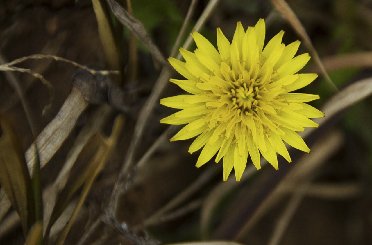 flower macro photography free photo