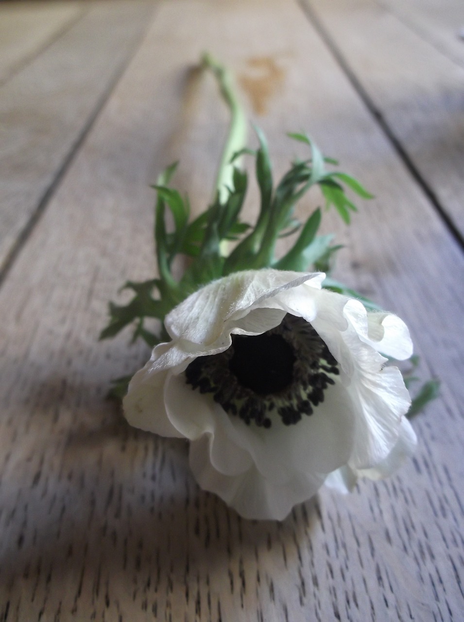 flower portrait poppy free photo