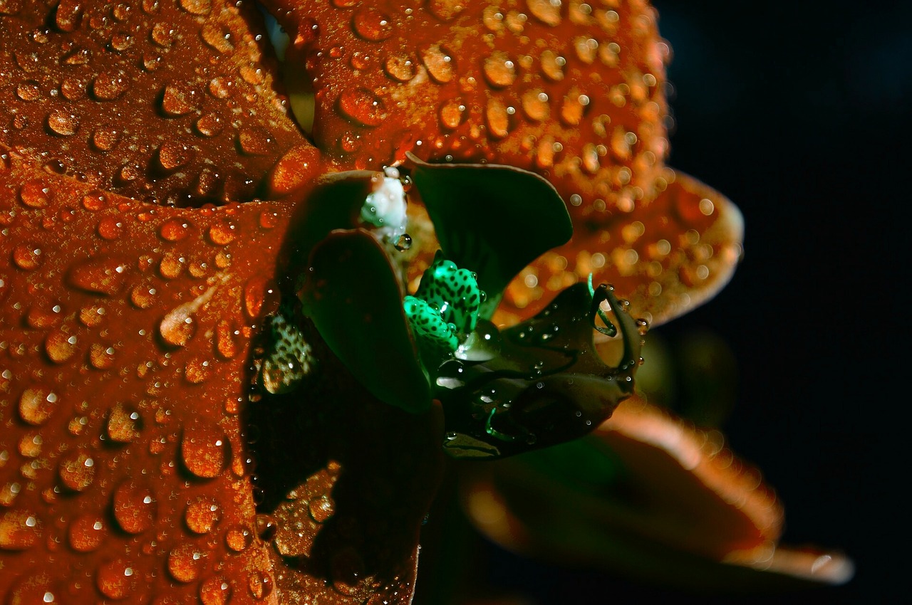 flower orange blossom free photo