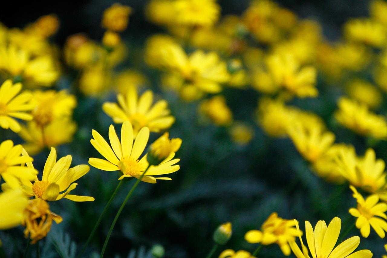 flower chrysanthemum background free photo