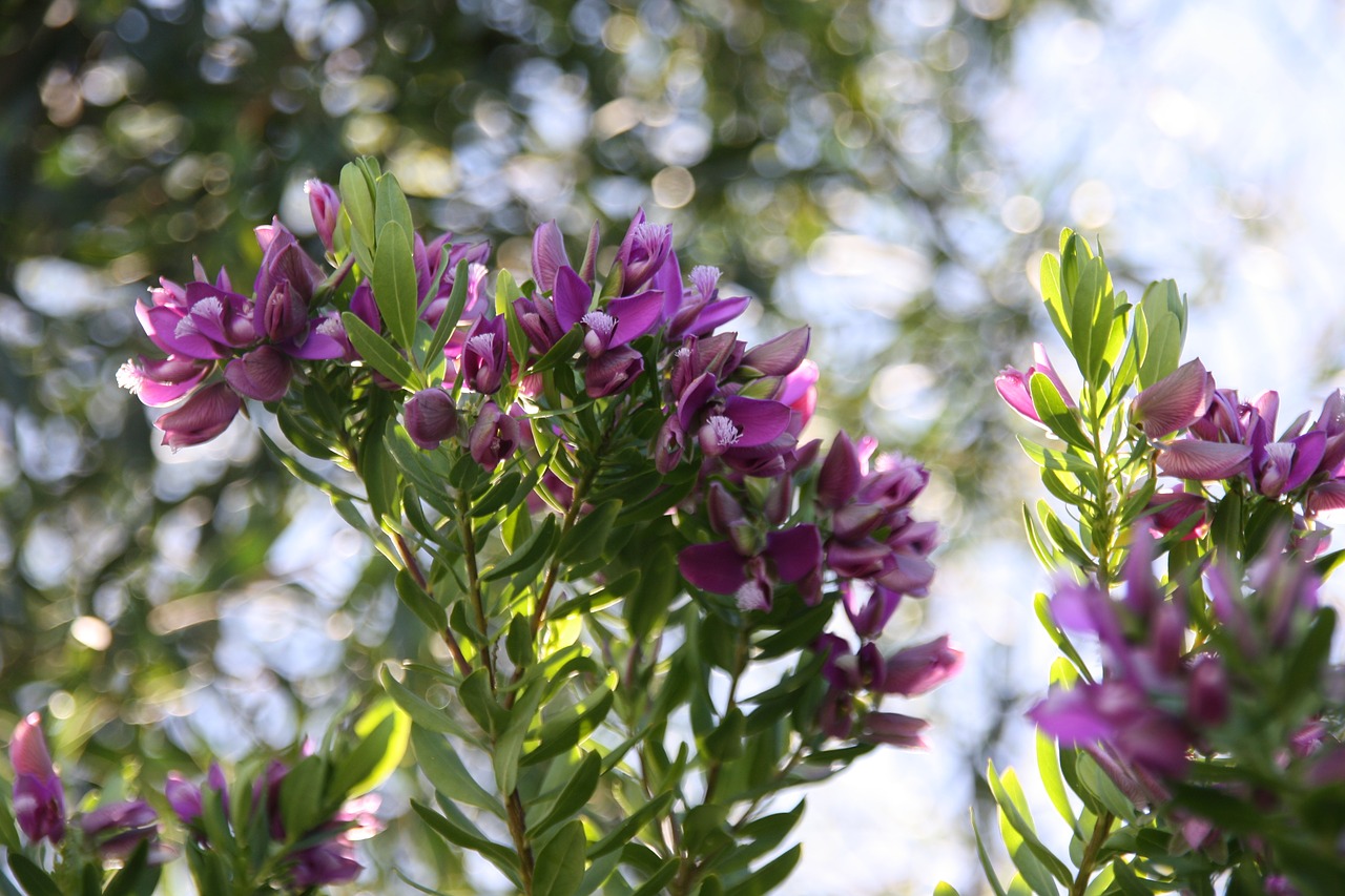 flower france cote d'azur free photo