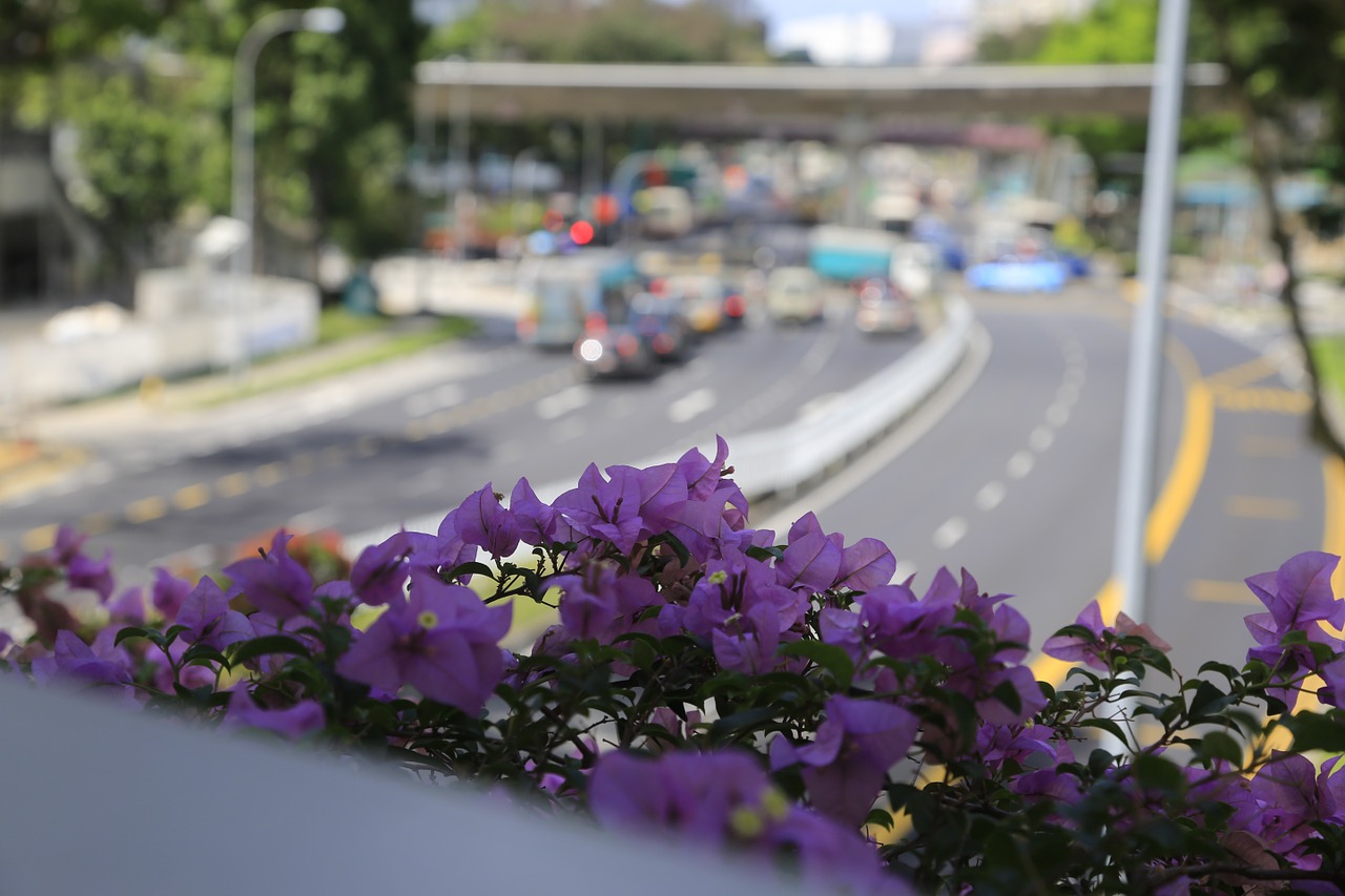 flower violet singapore free photo