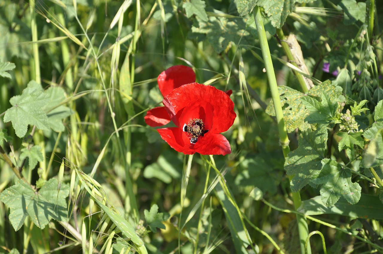 flower poppy red free photo