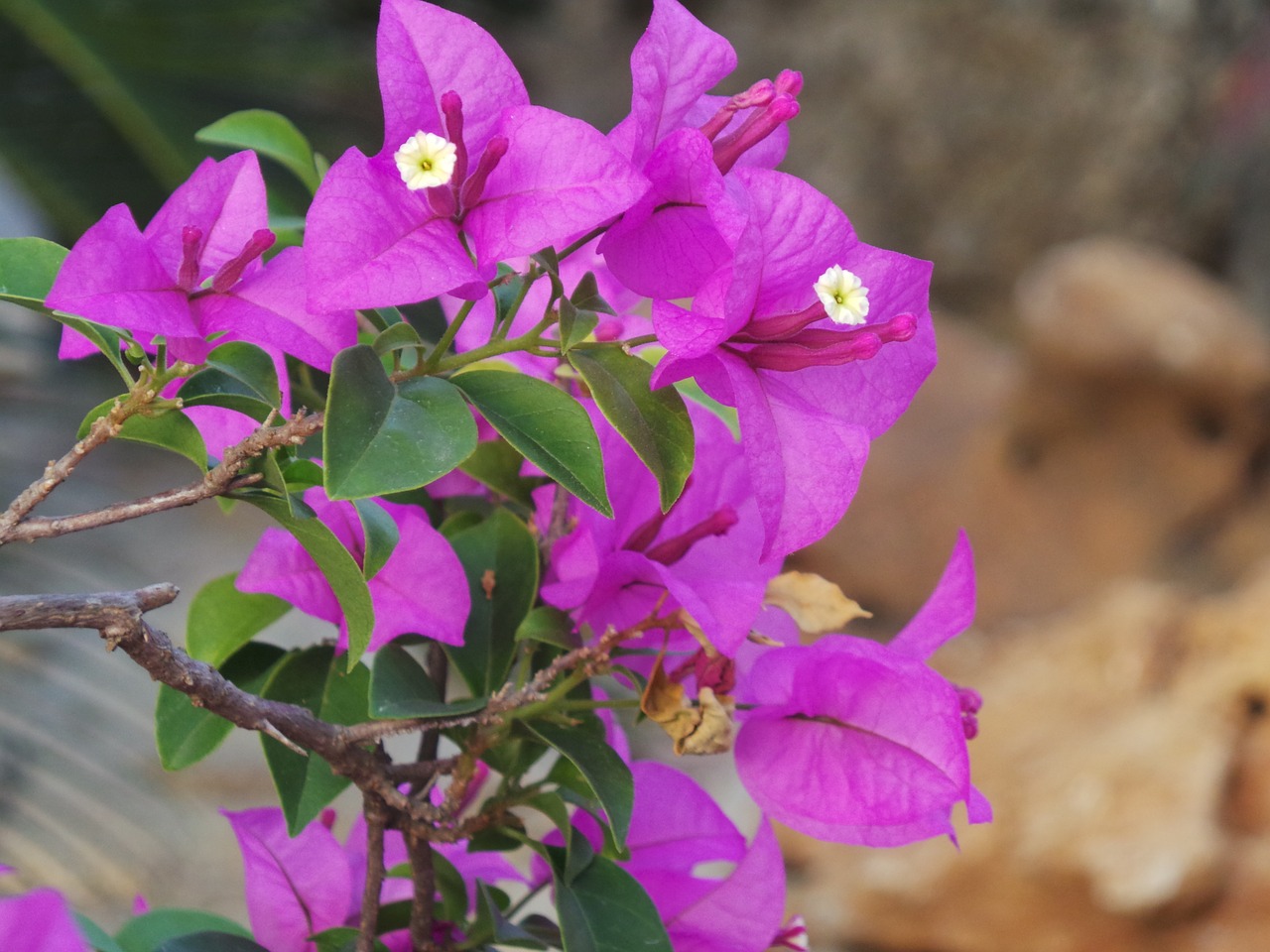 flower purple nature free photo