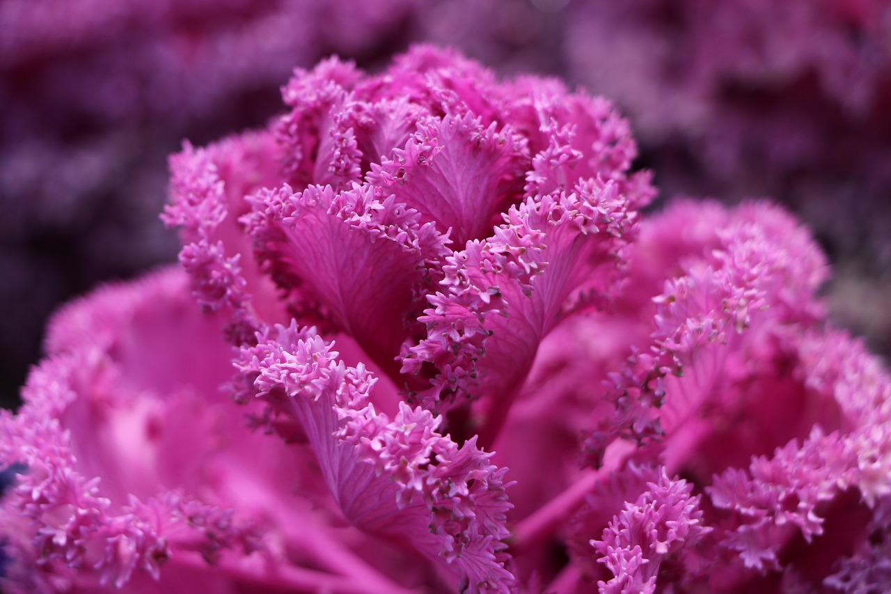 flower the pods beautiful flowers free photo