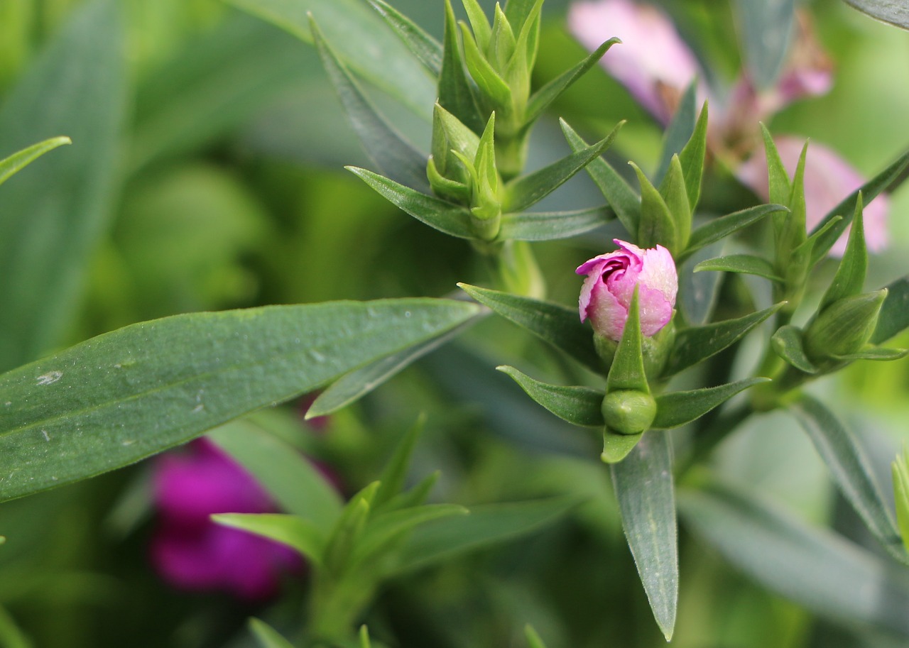 flower the pods beautiful flowers free photo