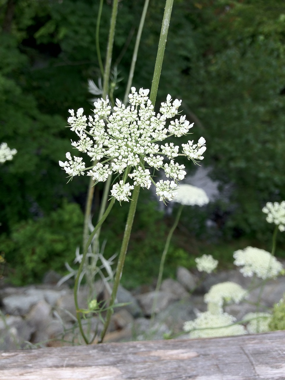 flower summer grow free photo