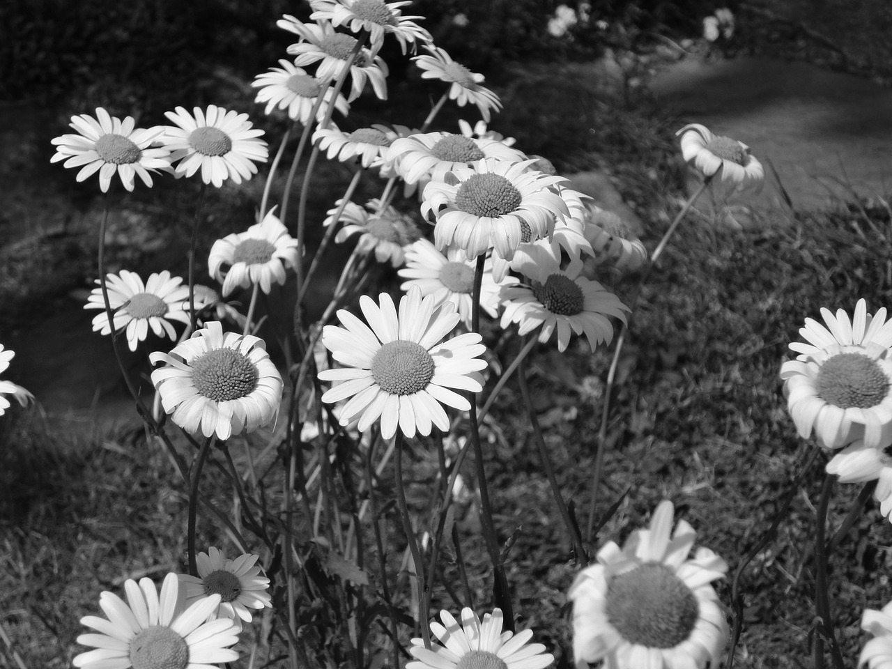 flower daisy black and white free photo