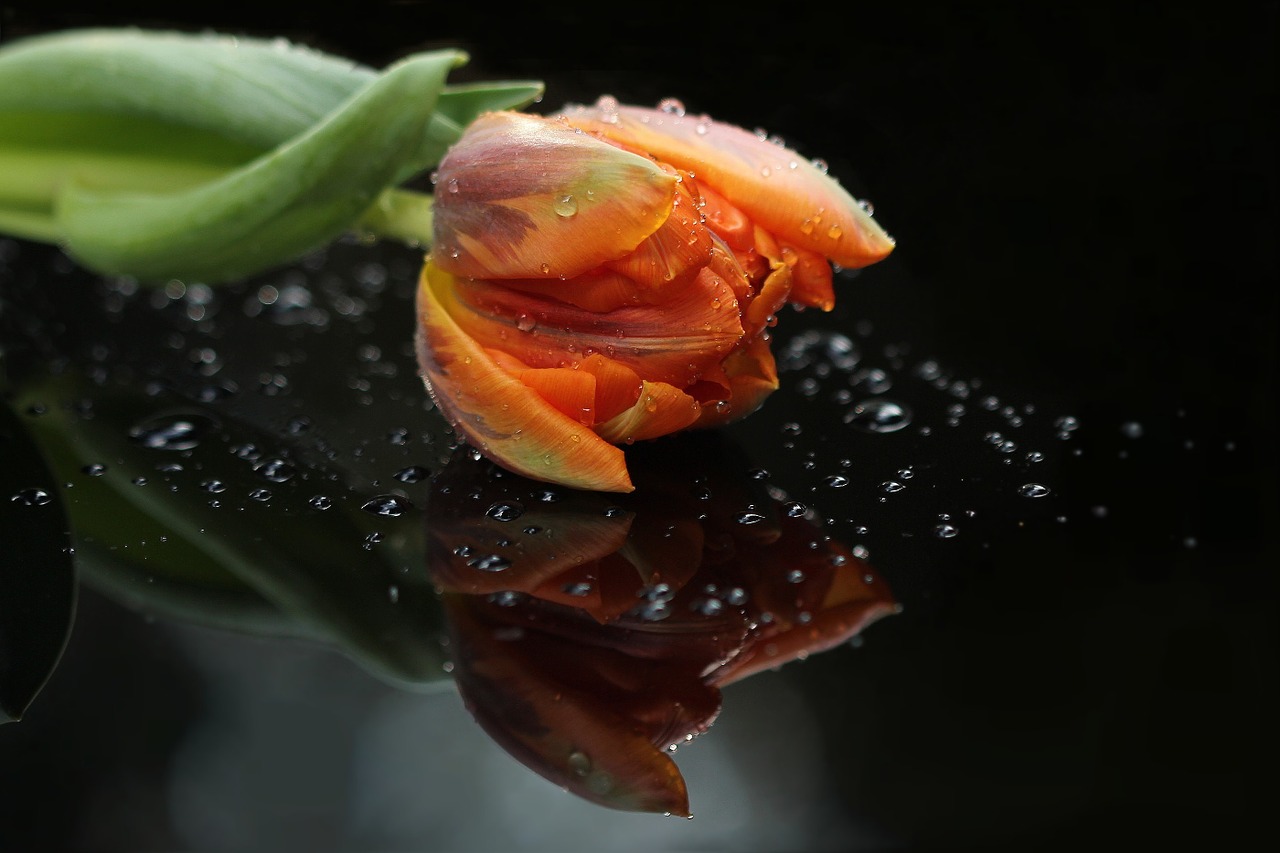 flower tulip orange free photo