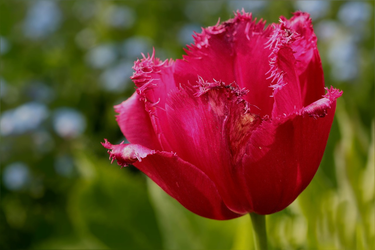 flower tulip frans tulip free photo