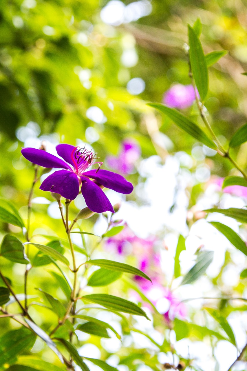 flower daisy blossom free photo