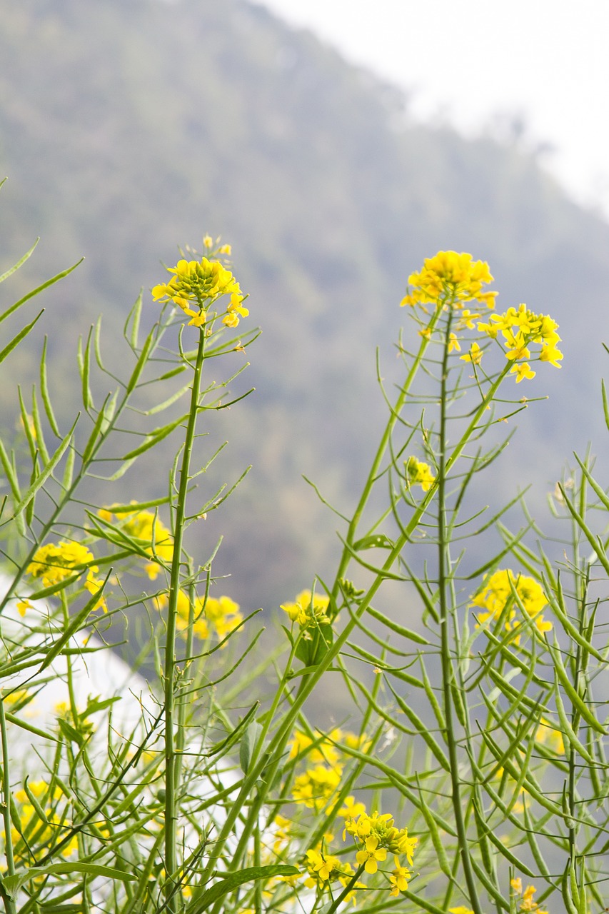 flower daisy blossom free photo