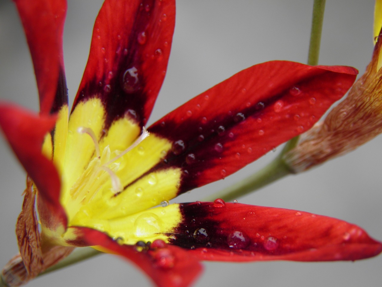 flower red flora free photo