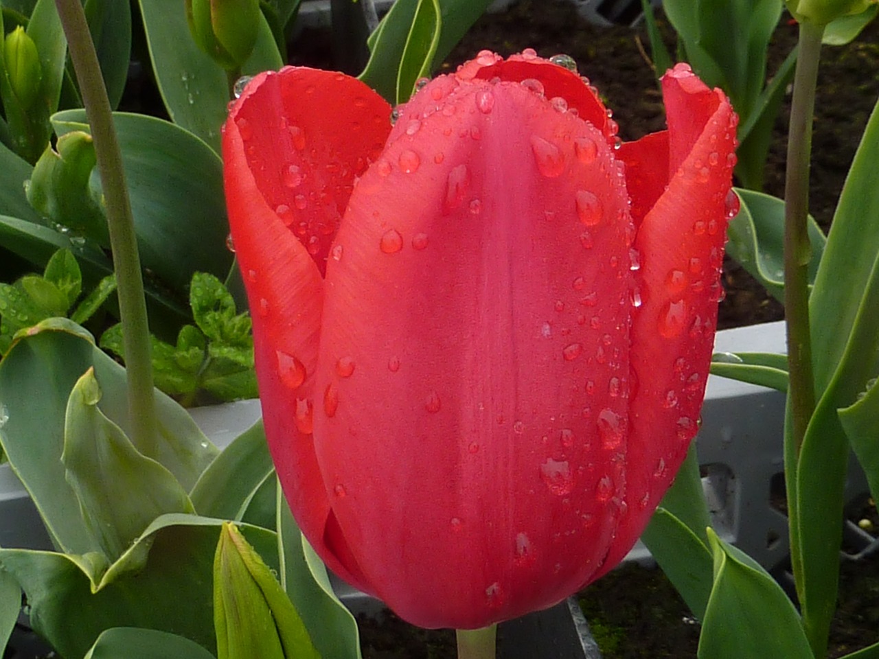 flower tulip red free photo