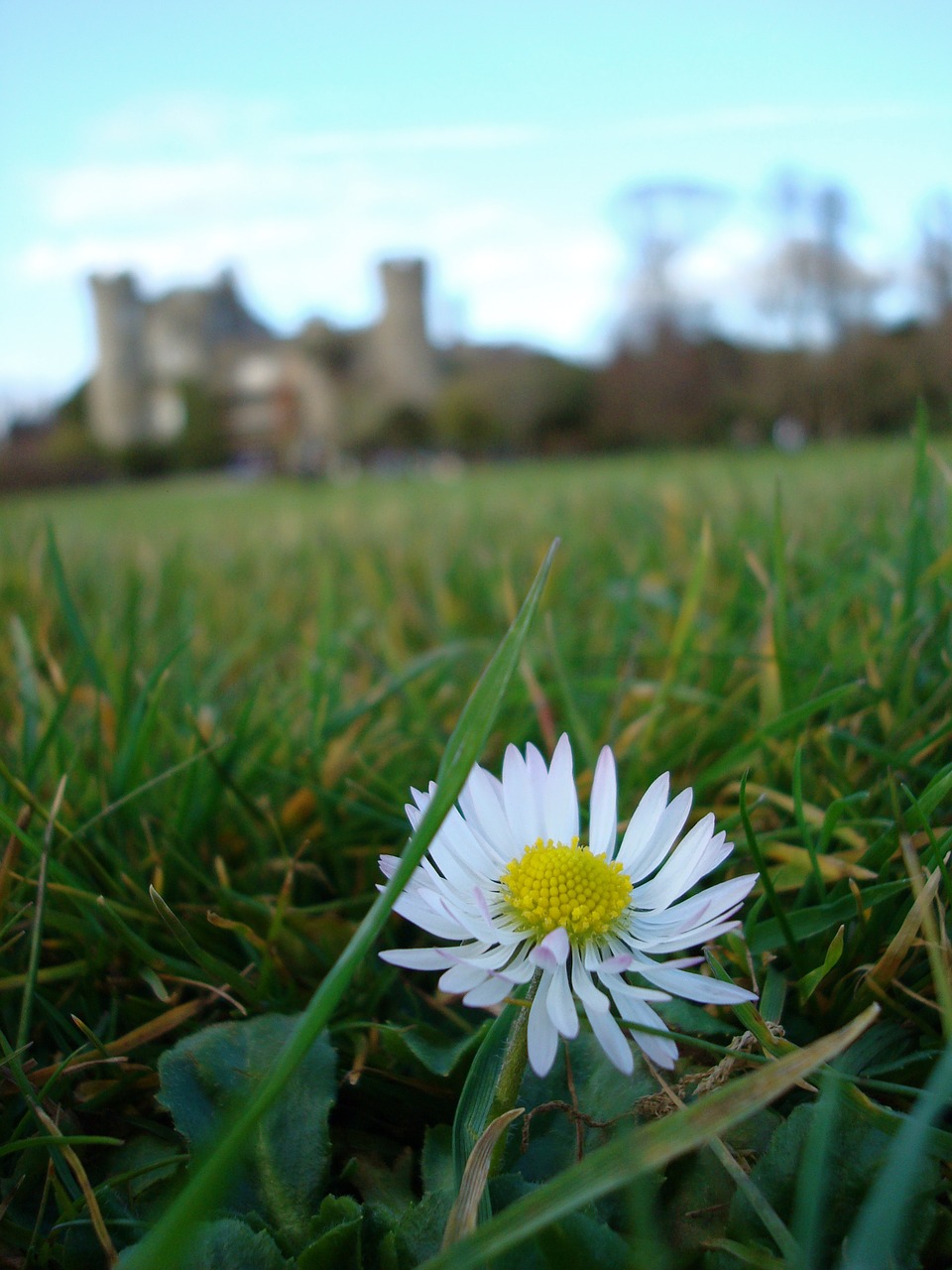 flower ireland castle free photo