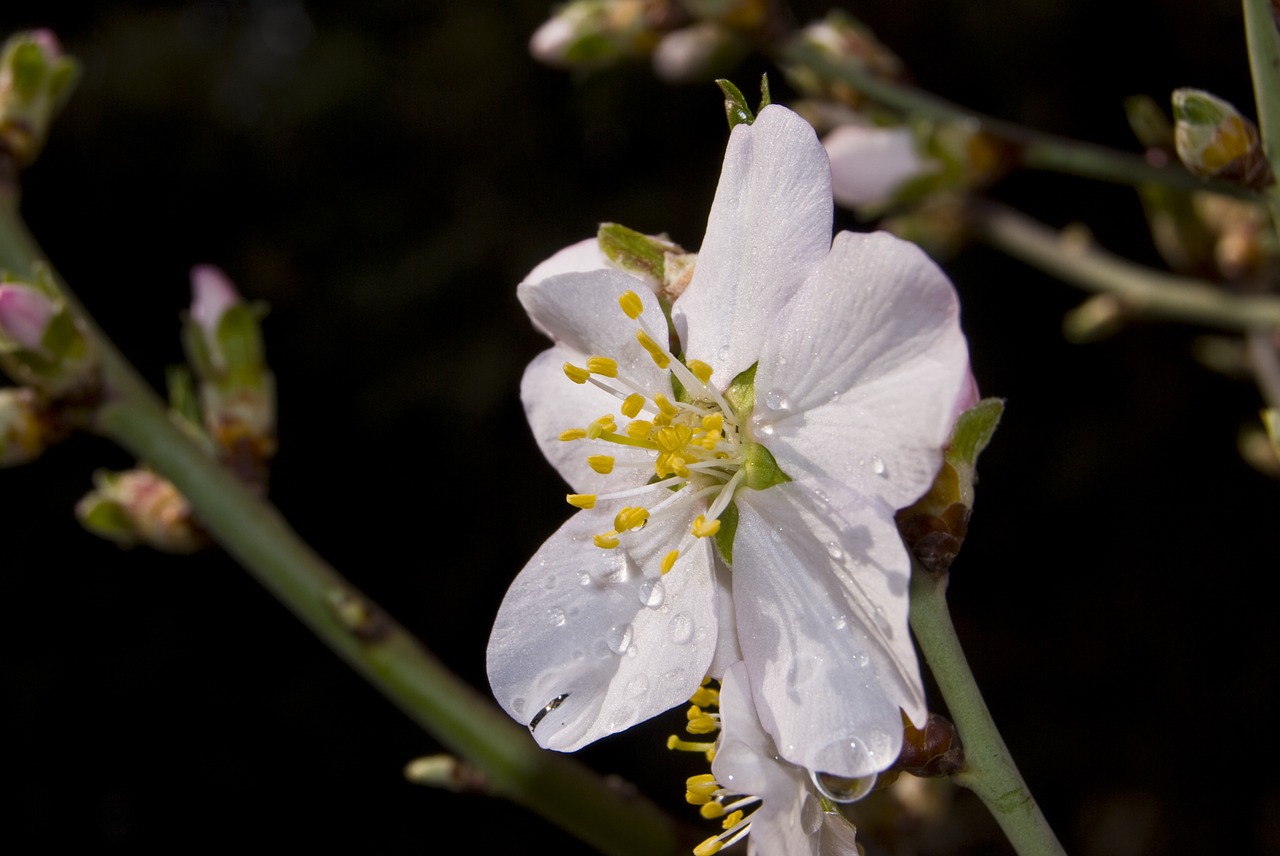 flower almond tree spring free photo