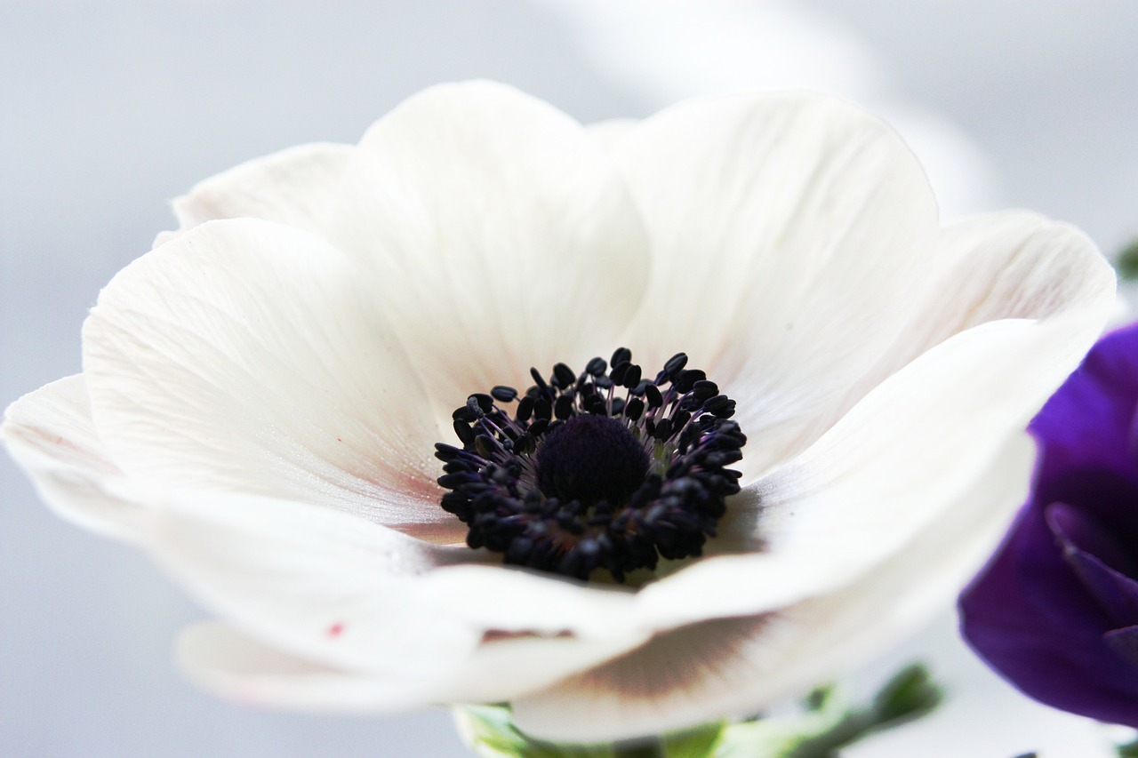 flower anemone white free photo