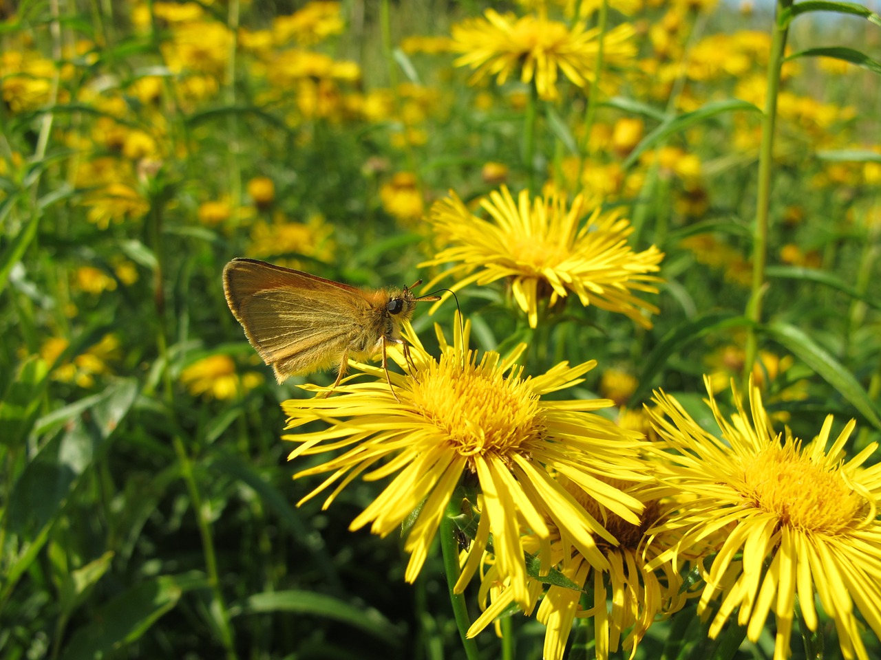 flower butterfly soumračník free photo