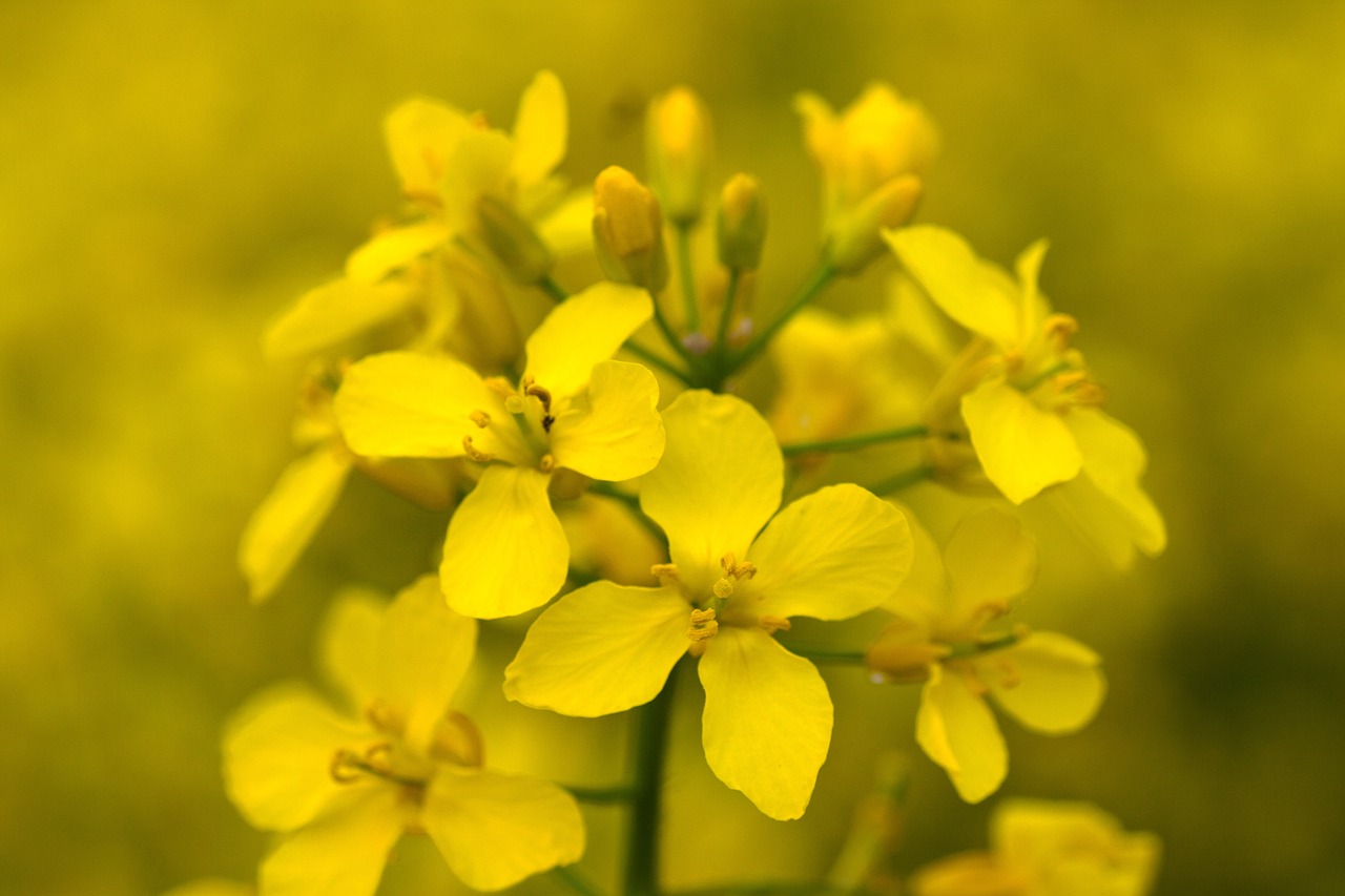 blossom bloom oilseed rape free photo