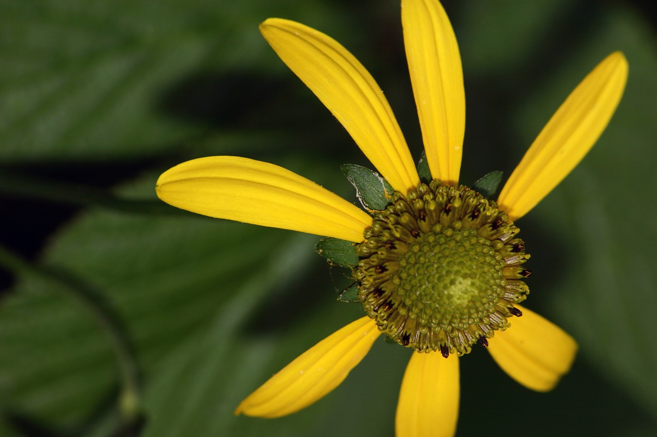 flower macro sun hat free photo