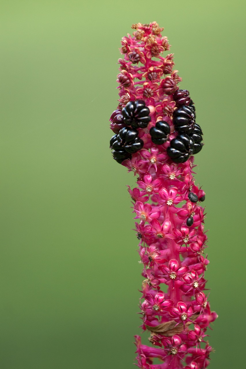 flower macro fruit free photo