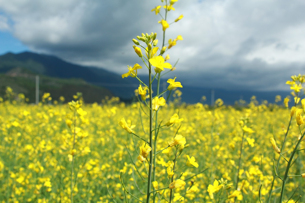 flower yellow summer free photo