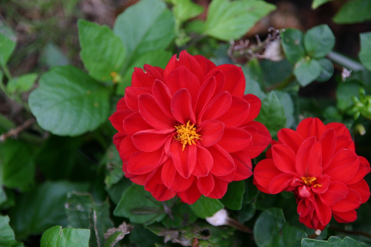 flower red passion free photo