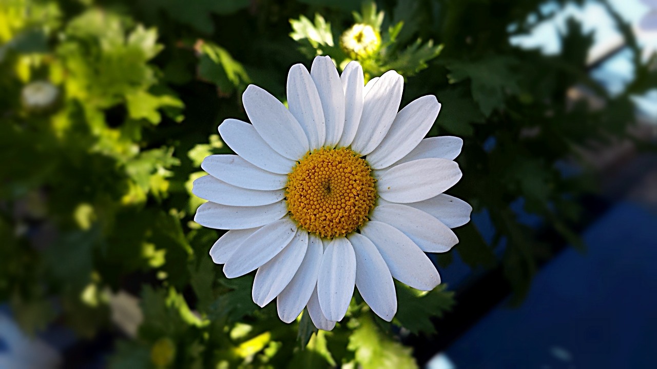 flower plant daisy free photo