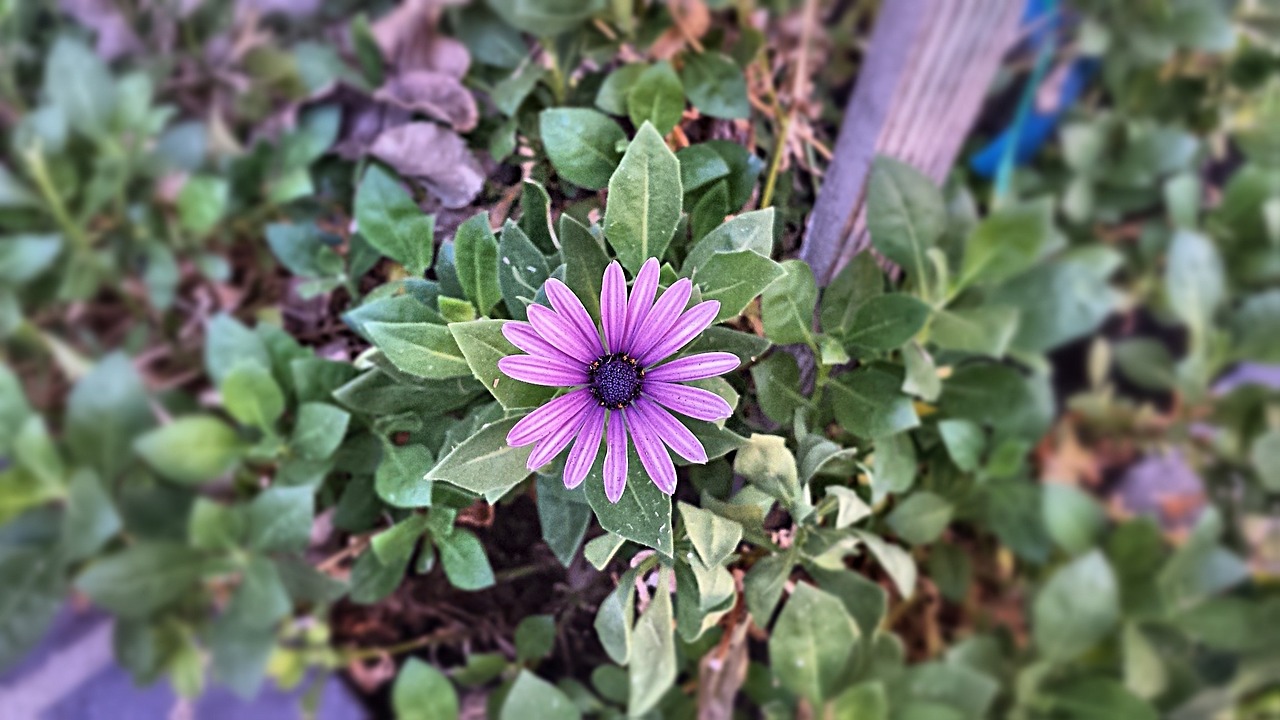 flower plant garden free photo