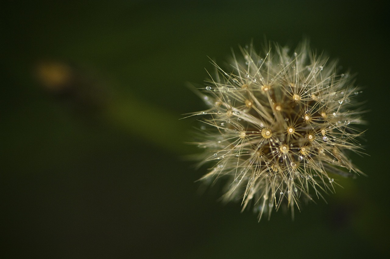 flower macro nature free photo