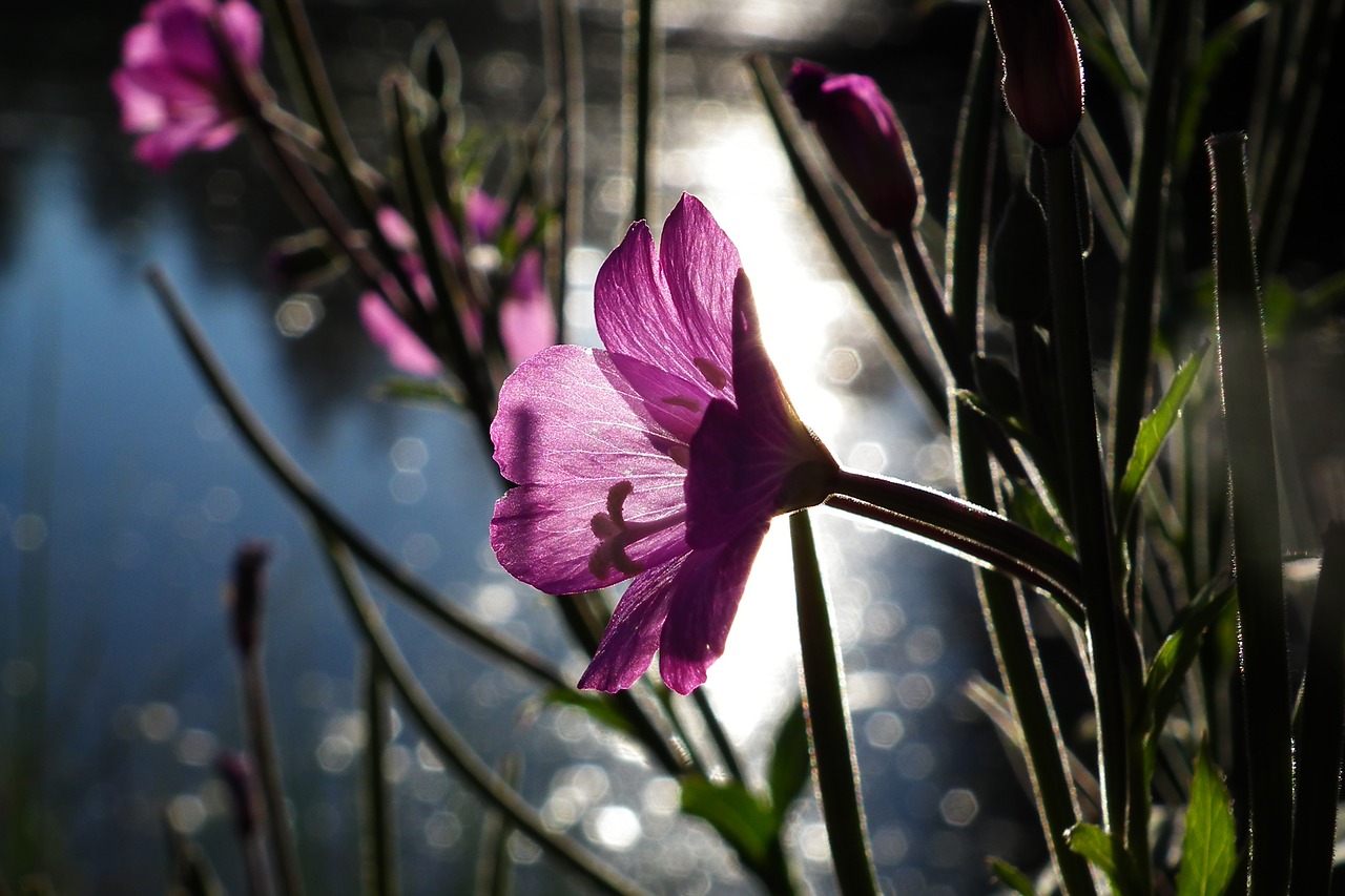 blossom bloom plant free photo