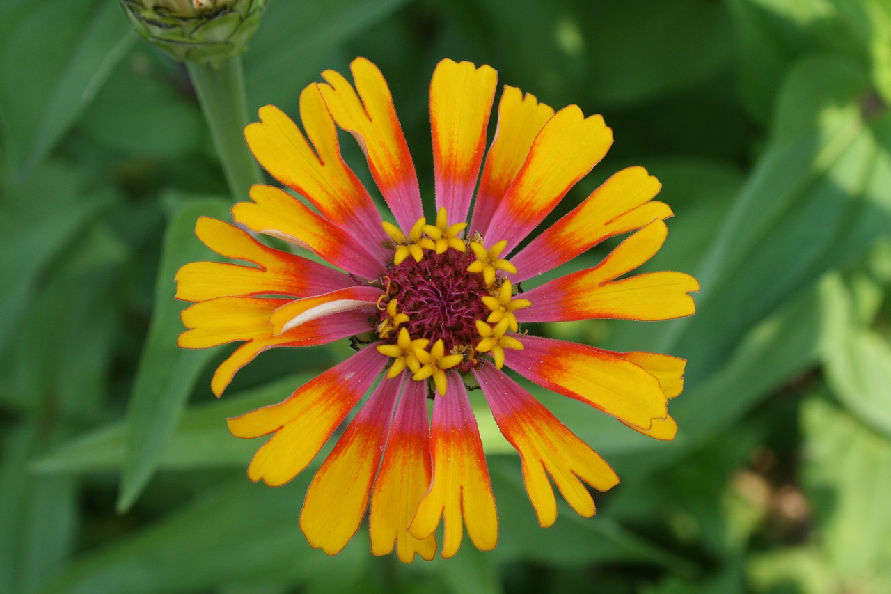 flower zinnia yellow free photo