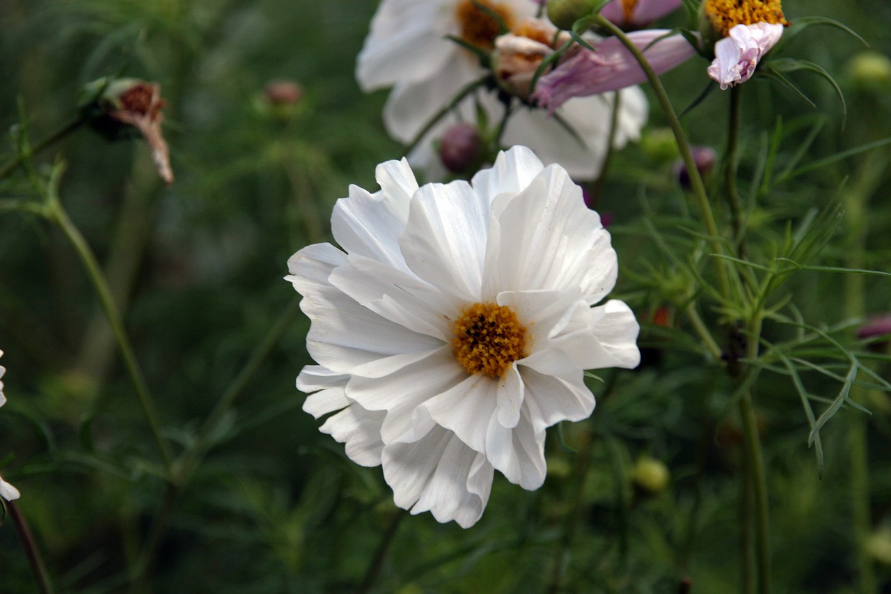 flower white open free photo