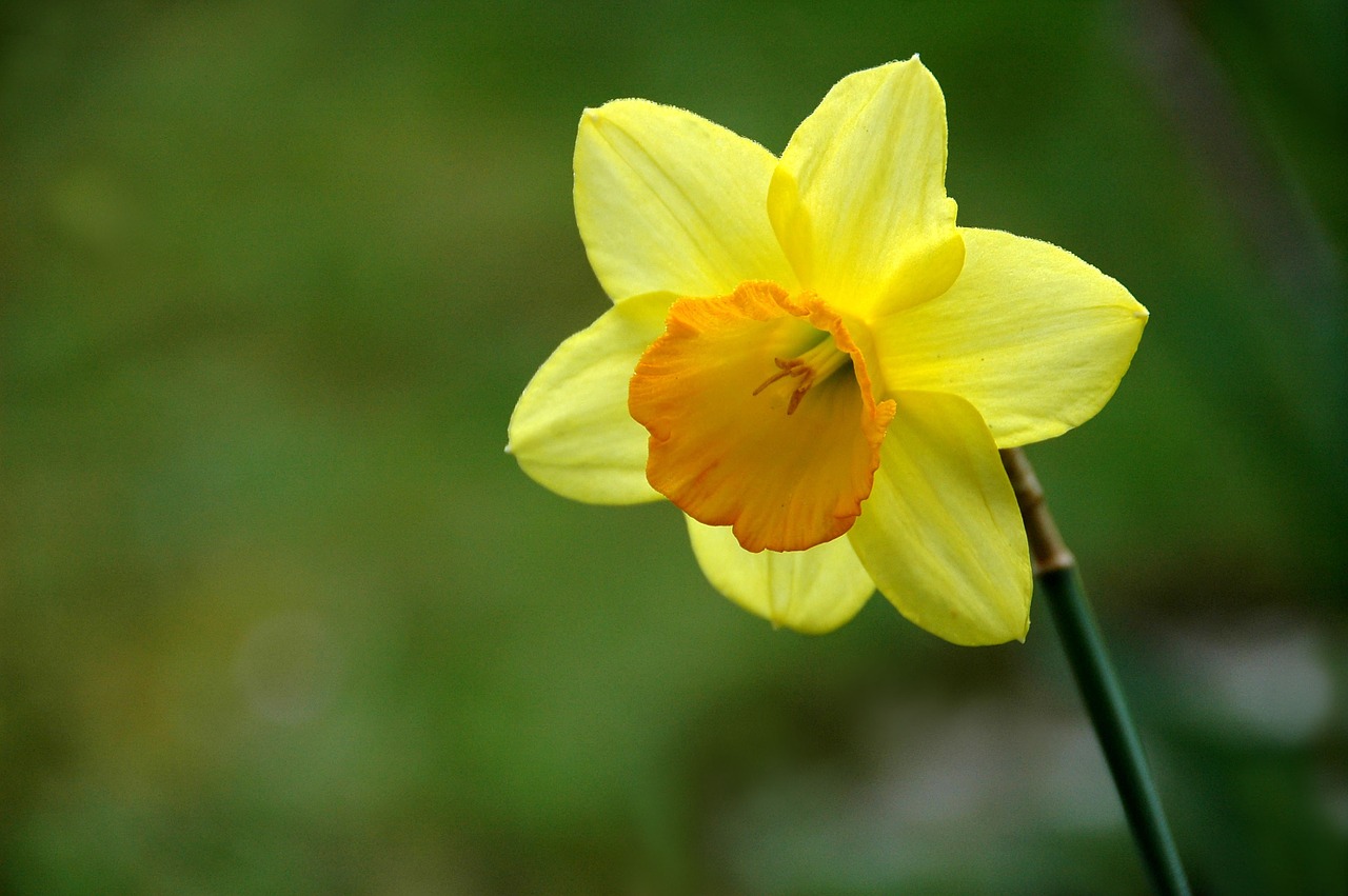 flower yellow daffodil free photo