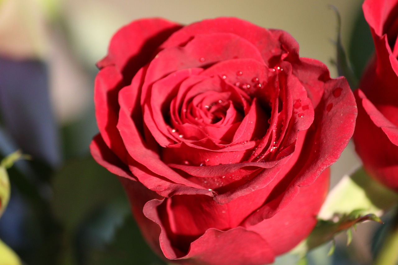 flower rose red free photo